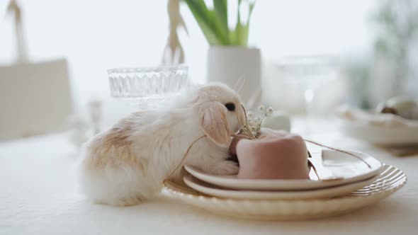 Static view of a baby rabbit eating easter treats on a nicely decorated white table. Easter celebrat