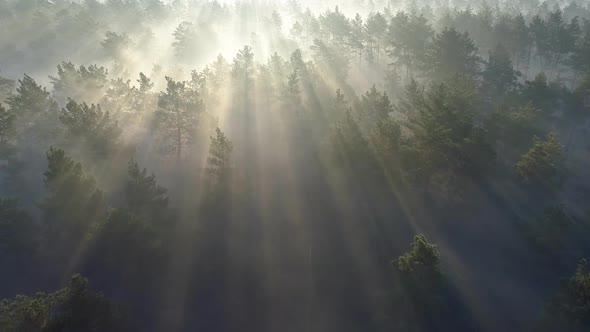 Aerial Shot of a Sunrise in a Misty Pine Forest