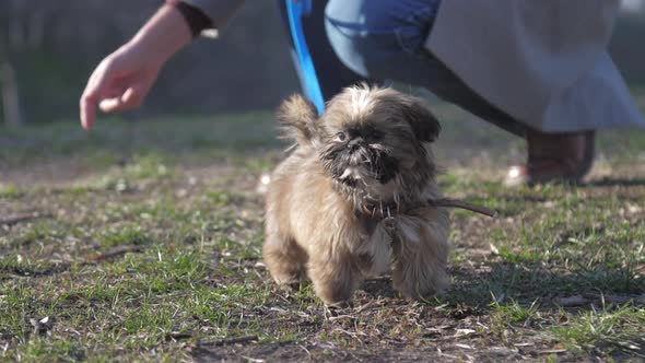 Adorable Puppy with Stuck Pink Tongue Stands and Observes