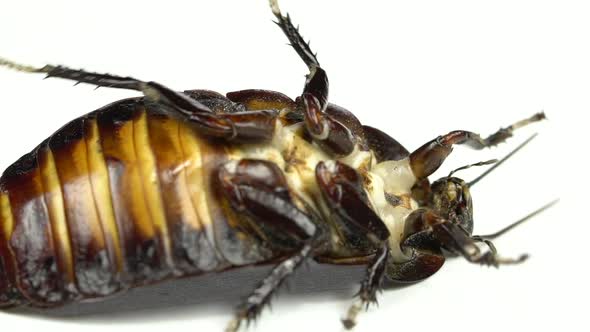 Cockroach Lies on Its Back