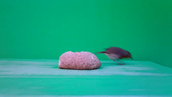 European Robin (Erithacus Rubecula Redbreasteats) with Green Screen or Chromakey