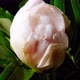 Peony Flowering - VideoHive Item for Sale