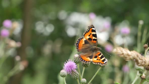 The Small Tortoiseshell Jumps From A Flower On A Flower