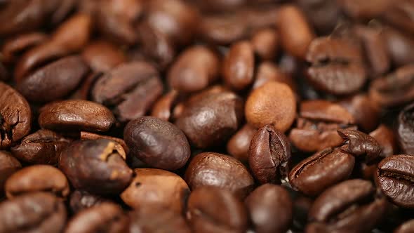 Coffee Production, Select Beans of High Quality Arabica and Robusta Species