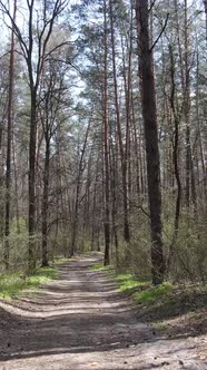 Vertical Video of a Road in the Forest