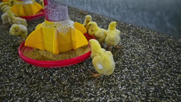 Chickens On Modern Farm. Сhickens eating in modern poultry farm