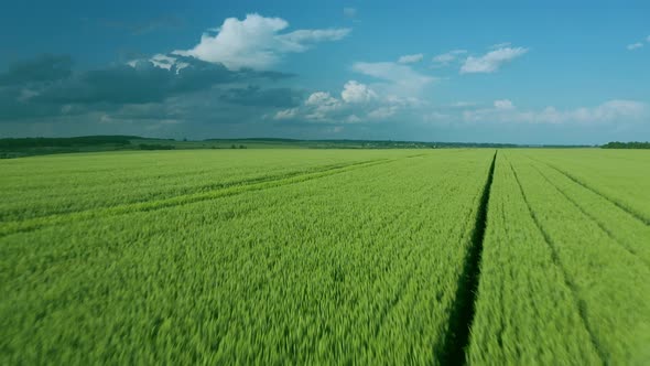 Flying Over a Green Wheat Field Clear Blue Sky