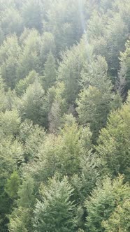 Aerial View of Trees in the Forest