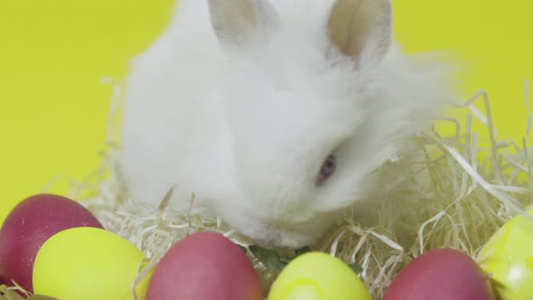 White Little Easter Bunny Eat Leaf on Colorful Eggs. Yellow Background. Close Up