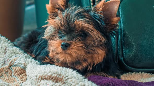 Portrait of the Beautiful Yorkshire Terrier