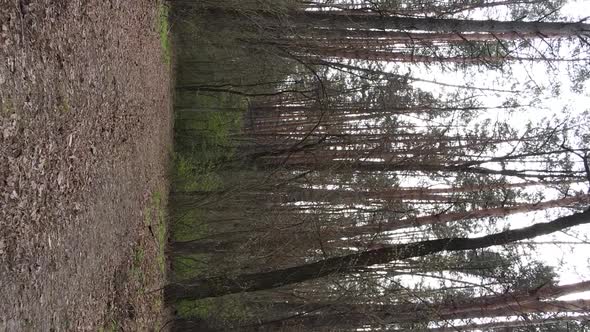 Vertical Video of a Road in the Forest Slow Motion