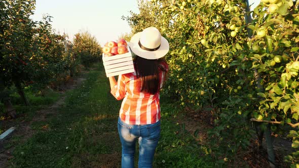 Apple Harvest