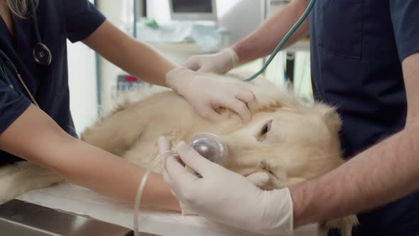 Close up of doctor's anaesthetising the dog on the table. Shot with RED helium camera in 4K.