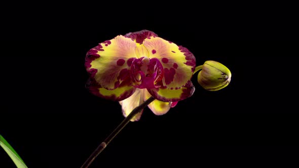 Blooming Yellow - Magenta Orchid Phalaenopsis Flower 