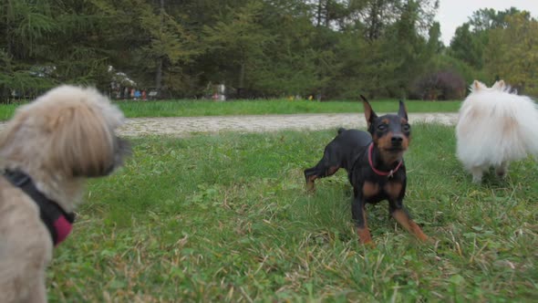 Doberman Puppy Jumps with Shih Tzu and Pomeranian Dogs