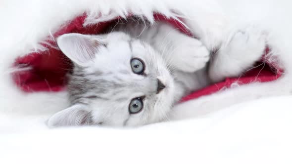 Christmas Cat Little Curious Funny Striped Kitten in Christmas Red Santa Hat on White Background