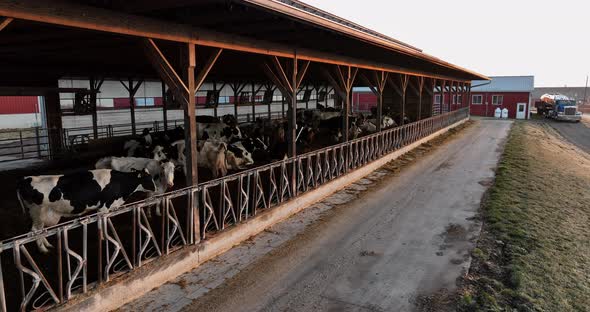 Holstein cows in free stall barn. Agriculture in USA theme. Cattle in manure. Milk dairy industry.