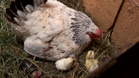 Mother Hen with Chickens in the Nest