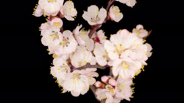 White Flowers Blossoms on the Branches of Apricot Tree