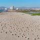 A lot of Birds on the pacific ocean coast Beach (Coquimbo, Chile) aerial view - VideoHive Item for Sale