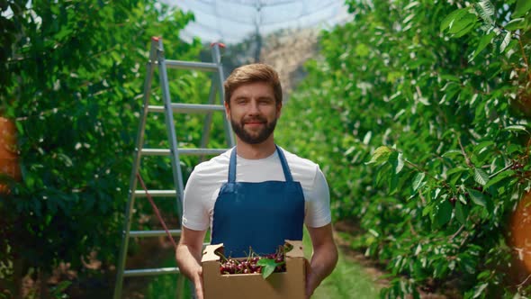 Gardener Presenting Harvest Cherry Fruit Basket in Sunny Orchard Greenhouse