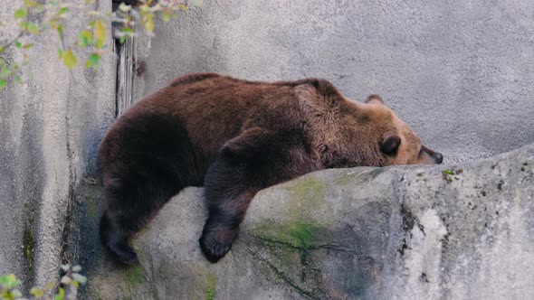 Brown bear lying on a cliff, cloudy, summer day - Ursus Arctos - Static view