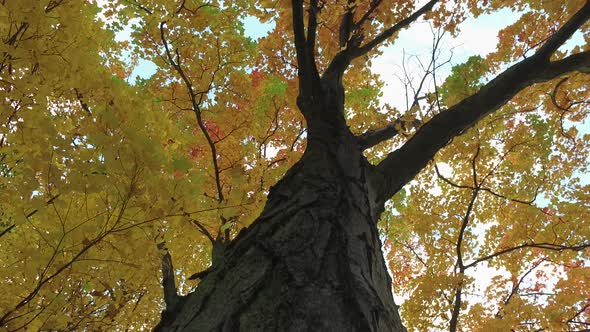 Tree trunk and autumn leaves