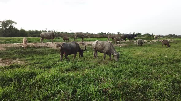 Buffaloes eat grass near the river at Malay kampung