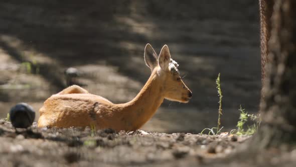 Young Deer Rest And Eat On A Nature