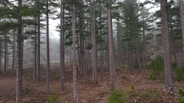 Texture of the misty forest aerial view background 4 K