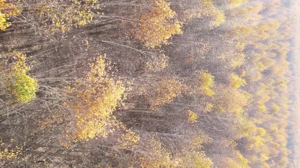 Vertical Video of Forest Landscape in Autumn Slow Motion