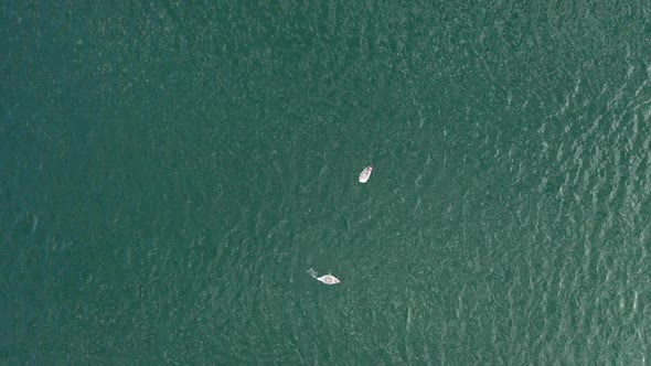 AERIAL: Top View of Two Isolated Seagulls Eating Dead Plaice in Baltic Sea