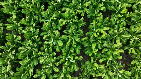 Texture of the banana plantation aerial view Turkey Alanya 4 K