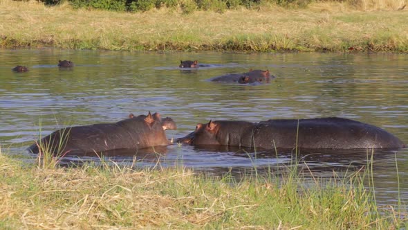 Two fighting young male hippopotamus Hippopotamus