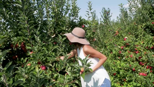 Woman finds the best apples for picking.