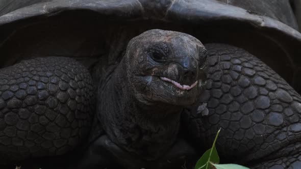 A Huge Aldabra Giant Tortoise Eats Food on a Prison Island in Zanzibar Africa