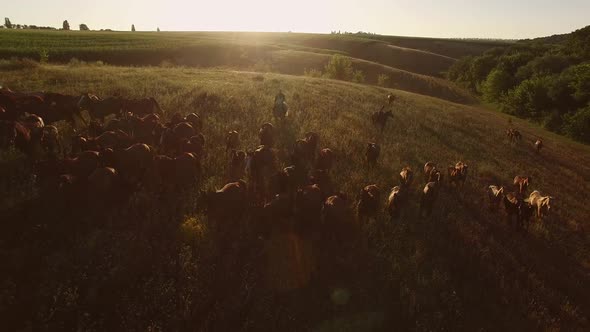 Herd and Men on Horses.