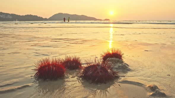 Red Sea Urchins Have A Beautiful Pattern In Sunset