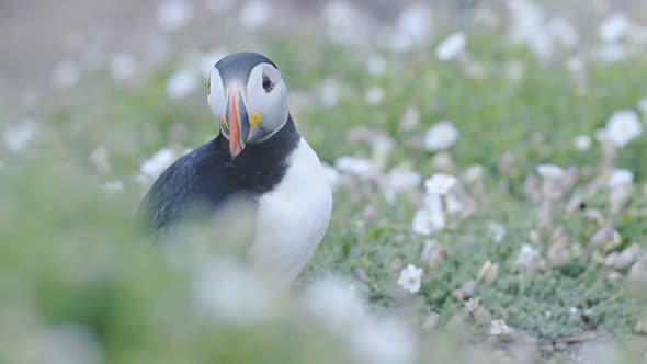 A Cute Little Puffin Bird Standing On The Ground Surrounded By Flowers In Wales Skomer Island - Clos