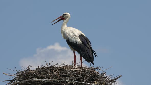 Majestic stork resting nest during windy day and blue sky in background,close up - Observing area an