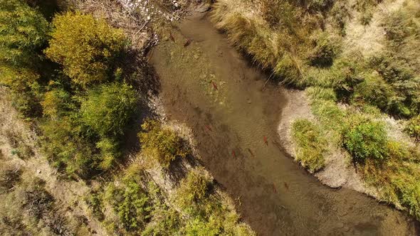 Aerial view of Kokanee Salmon spawning in a small river in Utah