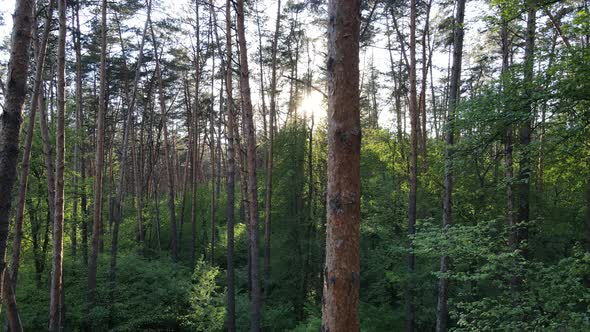 Summer Forest with Pine Trees Slow Motion