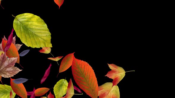 Fall Leaves - Forest Trees - Windy Transition 01 alt