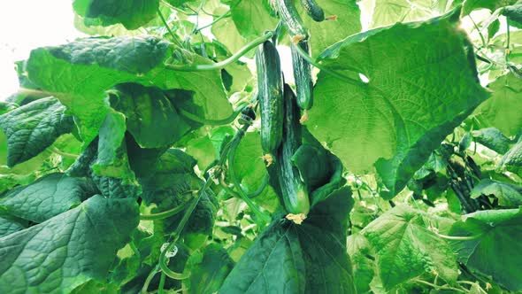Cucumbers Are Hanging Among Green Leafage