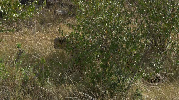 Cheetah walking between bushes