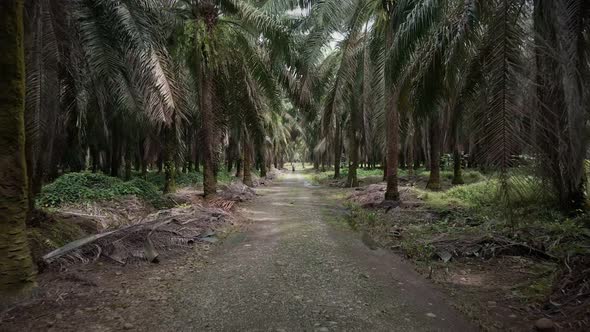 Aerial footage of a person standing in the middle of a gravel road that leads through a central Amer