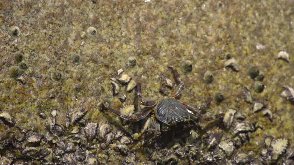 Crab on the Rock at the Beach