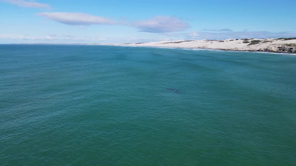 Aerial view of southern right whale close to beach, Western Cape, South Africa.
