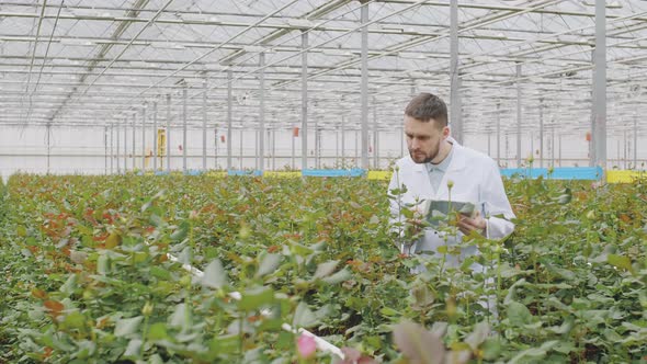 Agronomist Checking Quality of Plants in Greenhouse