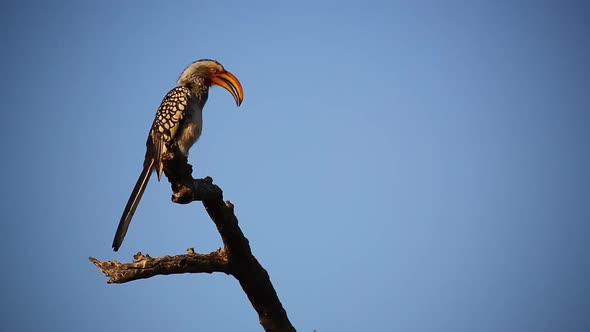 Yellow Billed Hornbill bird perched on evening branch flips its wings